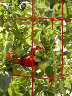 Tomato Cages, Set Of 4 9 Tomato Cages, Set Of 4 -Garden Care Shop 34182 592