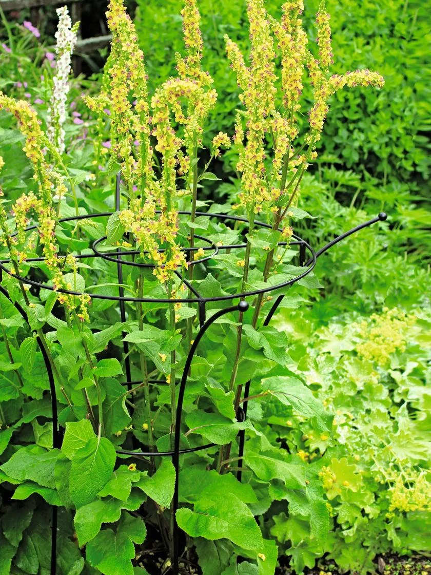 Essex Plant Supports 5 Essex Plant Supports - Image 5