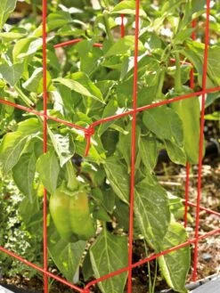 Pepper And Eggplant Cages, Set Of 3 10 Pepper And Eggplant Cages, Set Of 3 -Garden Care Shop 37464 567 tif
