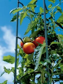 Tomato Ladders, Set Of 3 10 Tomato Ladders, Set Of 3 -Garden Care Shop 38184 003E tif