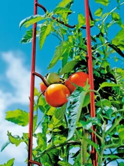 Tomato Ladders, Set Of 3 11 Tomato Ladders, Set Of 3 -Garden Care Shop 38185 003E tif