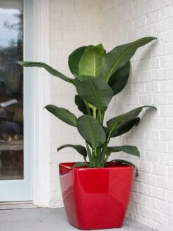 Viva Square Self-Watering Rolling Planter, 20" Diameter, Set Of 2 16 Viva Square Self-Watering Rolling Planter, 20" Diameter, Set Of 2 -Garden Care Shop 3 4 crop 8612930 0032 tif