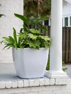 Viva Square Self-Watering Rolling Planter, 20" Diameter, Set Of 2 17 Viva Square Self-Watering Rolling Planter, 20" Diameter, Set Of 2 -Garden Care Shop 3 4 crop 8612930 0033 tif