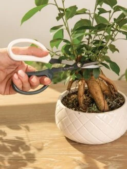 Japanese Pruning Scisssors -Garden Care Shop 3 4 crop 8612968 0087