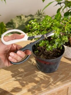 Japanese Pruning Scisssors -Garden Care Shop 3 4 crop 8612968 0092