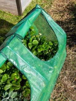 Multi Cloche 15 Multi Cloche -Garden Care Shop 3 4 crop 8613213 0240