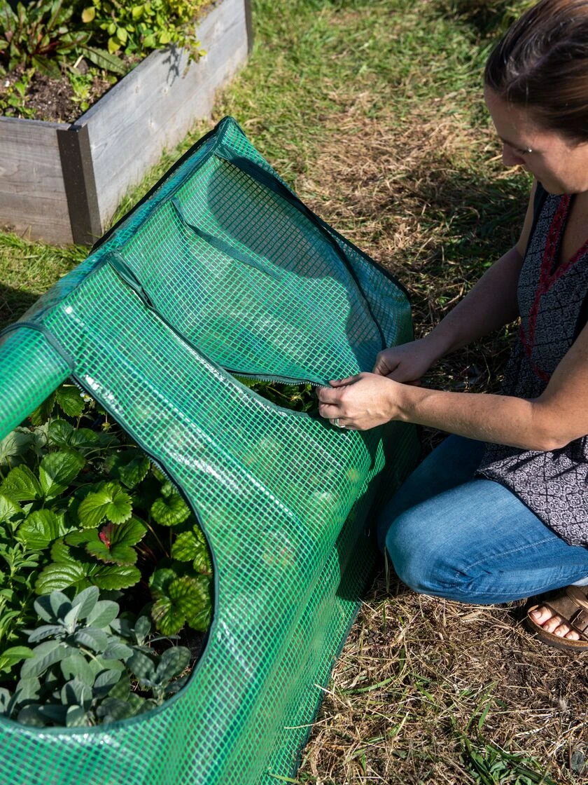 Multi Cloche 4 Multi Cloche - Image 4