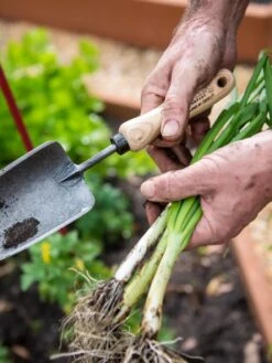 Gardener's Lifetime Trowel -Garden Care Shop 8586972 3286 tif