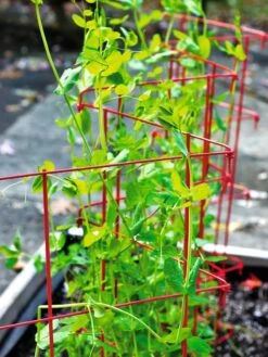 Expandable Pea Trellis 6 Expandable Pea Trellis -Garden Care Shop 8587061 100 tif