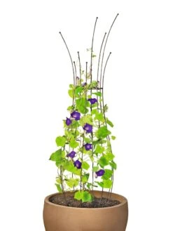 Jardin Pot Trellis -Garden Care Shop 8587120 1006 tif