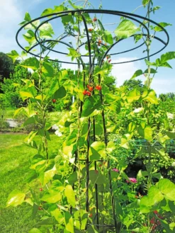 Essex Tuteur, 78" -Garden Care Shop 8587861 100 tif