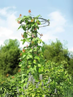 Essex Tuteur, 78" -Garden Care Shop 8587861 4160 tif