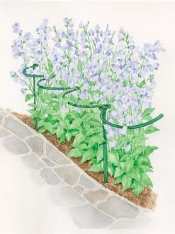 Tidy Path Supports 5 Tidy Path Supports -Garden Care Shop 8588403 003 1