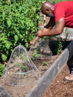 Chicken Wire Cloche With Extension 16 Chicken Wire Cloche With Extension -Garden Care Shop 8590210 0442 tif