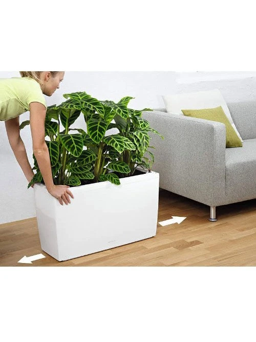 Lechuza® Cararo Rectangular Indoor Planter With Casters 4 Lechuza® Cararo Rectangular Indoor Planter With Casters - Image 4