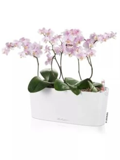 Lechuza® Delta Self-Watering Windowsill Planters 9 Lechuza® Delta Self-Watering Windowsill Planters -Garden Care Shop 8592361 02V tif