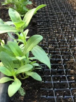 Cat Scat Mat 8 Cat Scat Mat -Garden Care Shop 8592448 03CUST tif