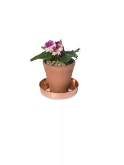 Extra Small Round Copper Plant Tray, 8" -Garden Care Shop 8593528 2922 tif