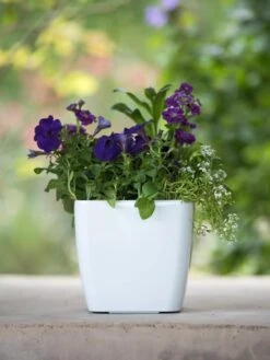 Viva Square Self-Watering Planter, 7" Diameter -Garden Care Shop 8595223 1118 tif