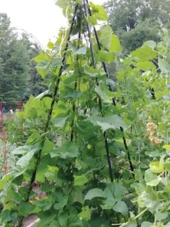 Titan Teepee Trellis 9 Titan Teepee Trellis -Garden Care Shop 8595757 01EMP tif