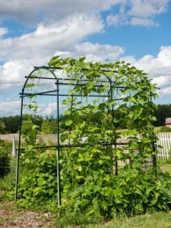 Titan Squash Tunnel -Garden Care Shop 8596276 0133 tif