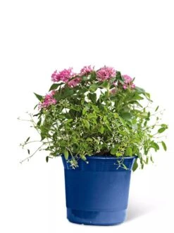 Eezy Gro Self-Watering Planters 13 Eezy Gro Self-Watering Planters -Garden Care Shop 8596425 103 tif
