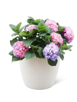 Weave Self-Watering Round Planter, 17" White -Garden Care Shop 8598372 3002 tif