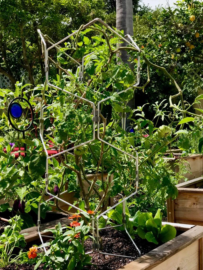 Gardener's Vertex Lifetime Pepper And Eggplant Cage 4 Gardener's Vertex Lifetime Pepper And Eggplant Cage - Image 4