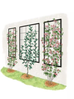 Exeter Wall Trellis 11 Exeter Wall Trellis -Garden Care Shop 8600049 50 0001 art tif
