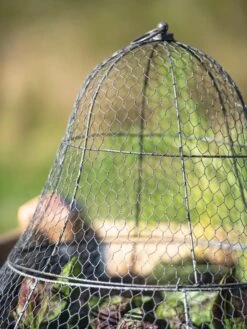 Chicken Wire Cloche With Extension 22 Chicken Wire Cloche With Extension -Garden Care Shop 8600116 0607 tif