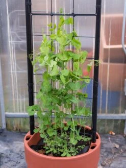 Gardener’s Victory Self-Watering Planter With Vine Trellis -Garden Care Shop 8600178 5000 tif