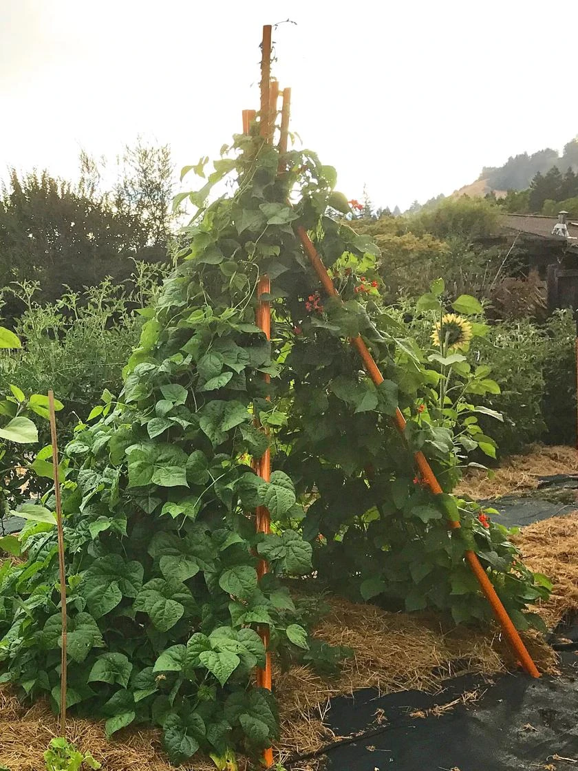 Annabel Tipi Trellis 5 Annabel Tipi Trellis - Image 5