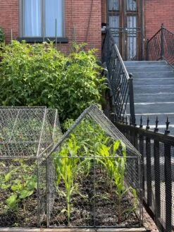 Chicken Wire Crop Coop -Garden Care Shop 8609080 02CUST tif