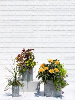 Metal Bucket Planters -Garden Care Shop 8609085 0852 tif