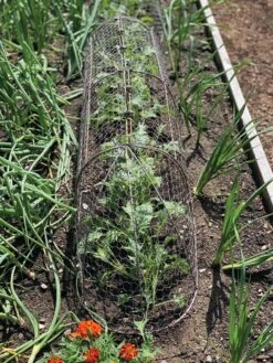 Chicken Wire Row Cloche Expandable Extra Large 3N1 10 Chicken Wire Row Cloche Expandable Extra Large 3N1 -Garden Care Shop 8609412 5903 tif