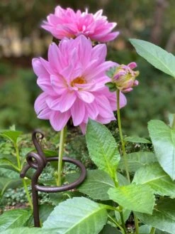 Arden Single Stem Supports, Set Of 2 7 Arden Single Stem Supports, Set Of 2 -Garden Care Shop 8610375 5703 tif