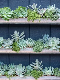 3-Tier Vertical Wall Planter, 3' 9 3-Tier Vertical Wall Planter, 3' -Garden Care Shop 8611013 055 tif