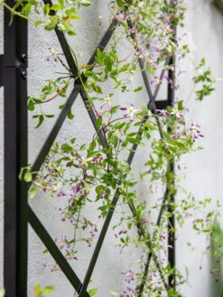 Lattice Gable Wall Trellis -Garden Care Shop 8611130 011