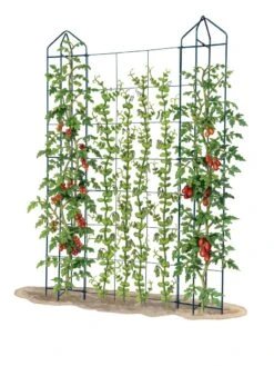 Zenith Trellis -Garden Care Shop 8612036 art tif