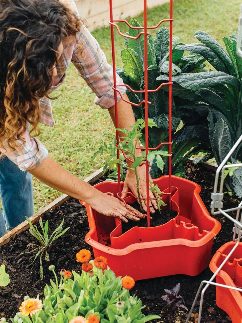 Deluxe Tomato Halos, Set Of 2 3 Deluxe Tomato Halos, Set Of 2 - Image 3