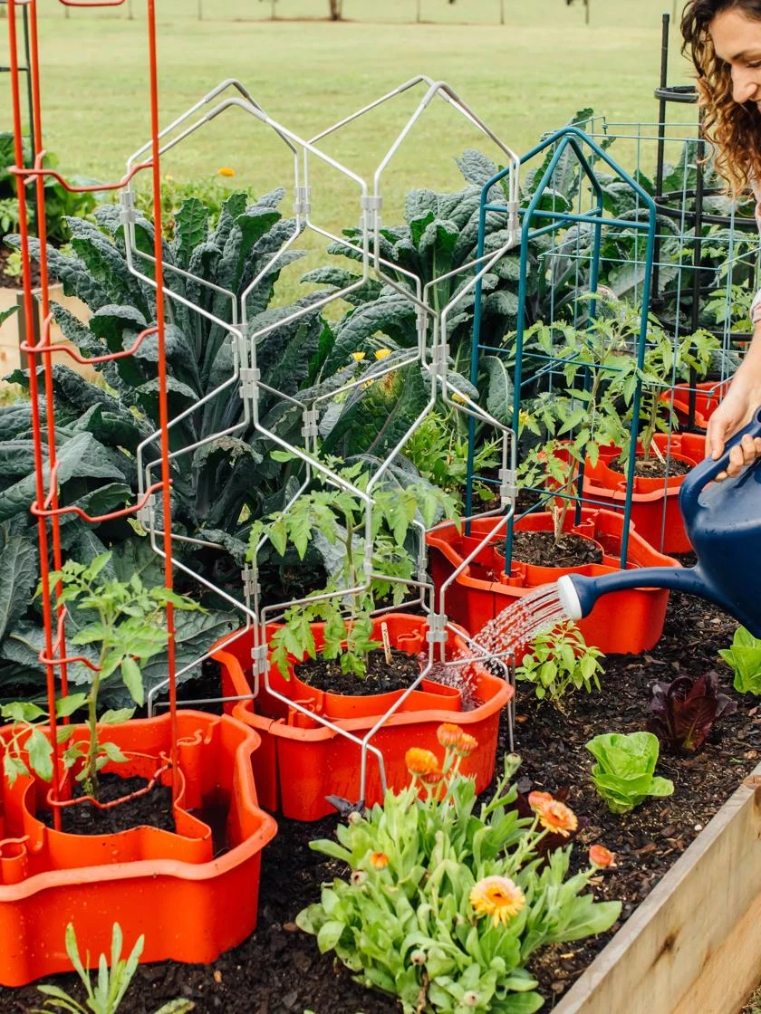 Deluxe Tomato Halos, Set Of 2 2 Deluxe Tomato Halos, Set Of 2 - Image 2