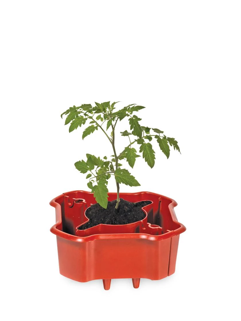 Deluxe Tomato Halos, Set Of 2 1 Deluxe Tomato Halos, Set Of 2