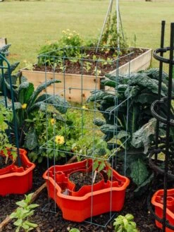 Deluxe Tomato Halos, Set Of 2 15 Deluxe Tomato Halos, Set Of 2 -Garden Care Shop 8612045 226 tif