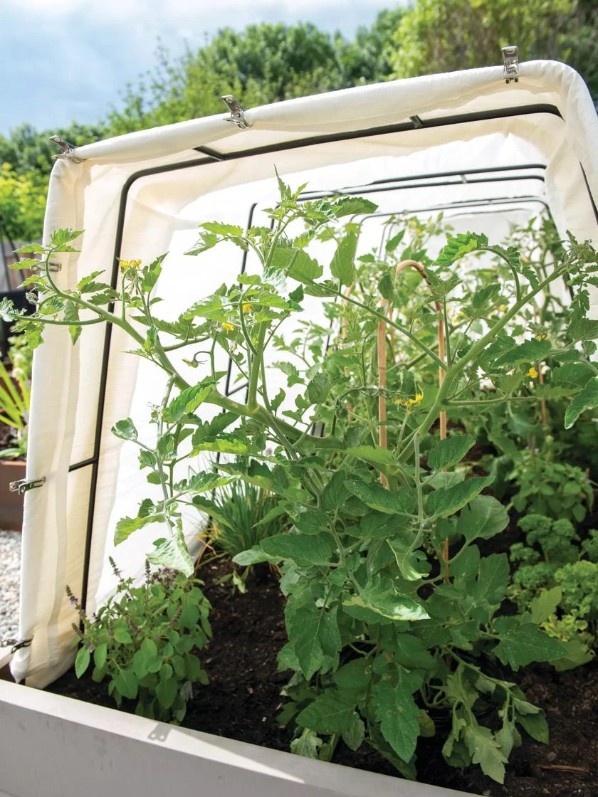 Cotton All Purpose Garden Cover 2 Cotton All Purpose Garden Cover - Image 2