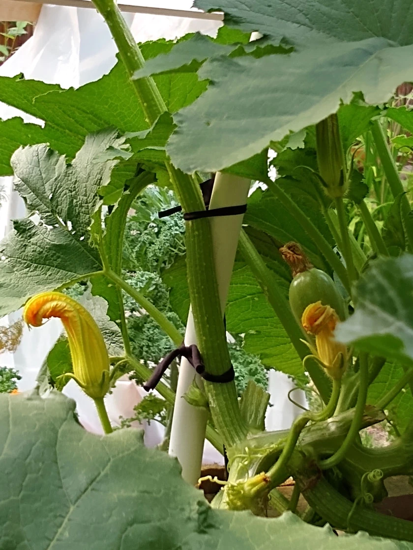 Farmyarn® Multipurpose Garden Tie, 2 Pack 8 Farmyarn® Multipurpose Garden Tie, 2 Pack - Image 8