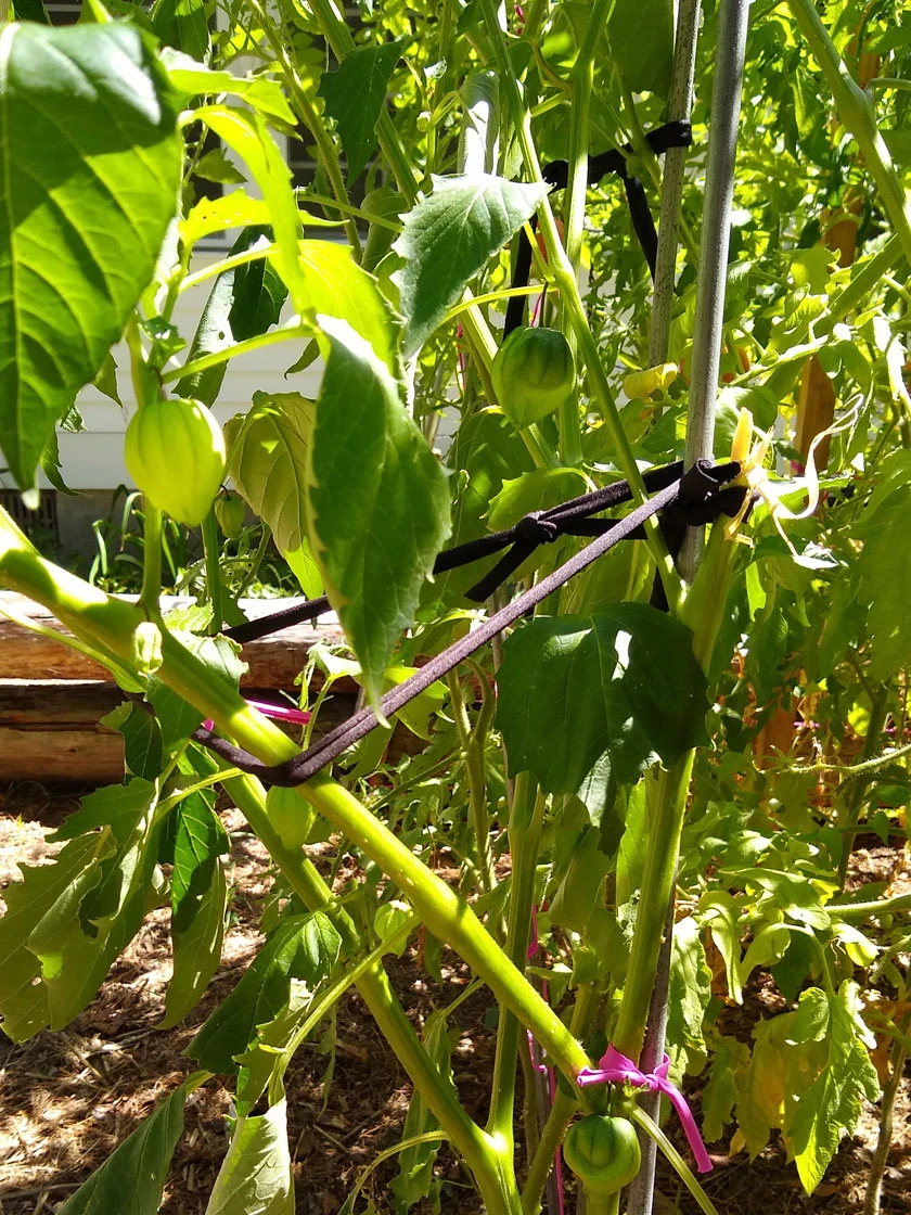 Farmyarn® Multipurpose Garden Tie, 2 Pack 7 Farmyarn® Multipurpose Garden Tie, 2 Pack - Image 7