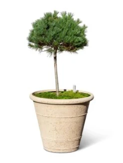 Self-Watering LavaStone® Anson Pot 11 Self-Watering LavaStone® Anson Pot -Garden Care Shop 8613256 0138