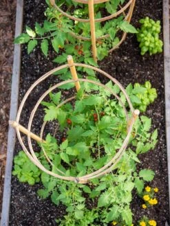 Bamboo Tomato Cages, Set Of 3 -Garden Care Shop 8613426 6921