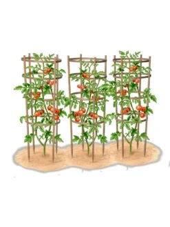 Bamboo Tomato Cages, Set Of 3 -Garden Care Shop 8613426 art