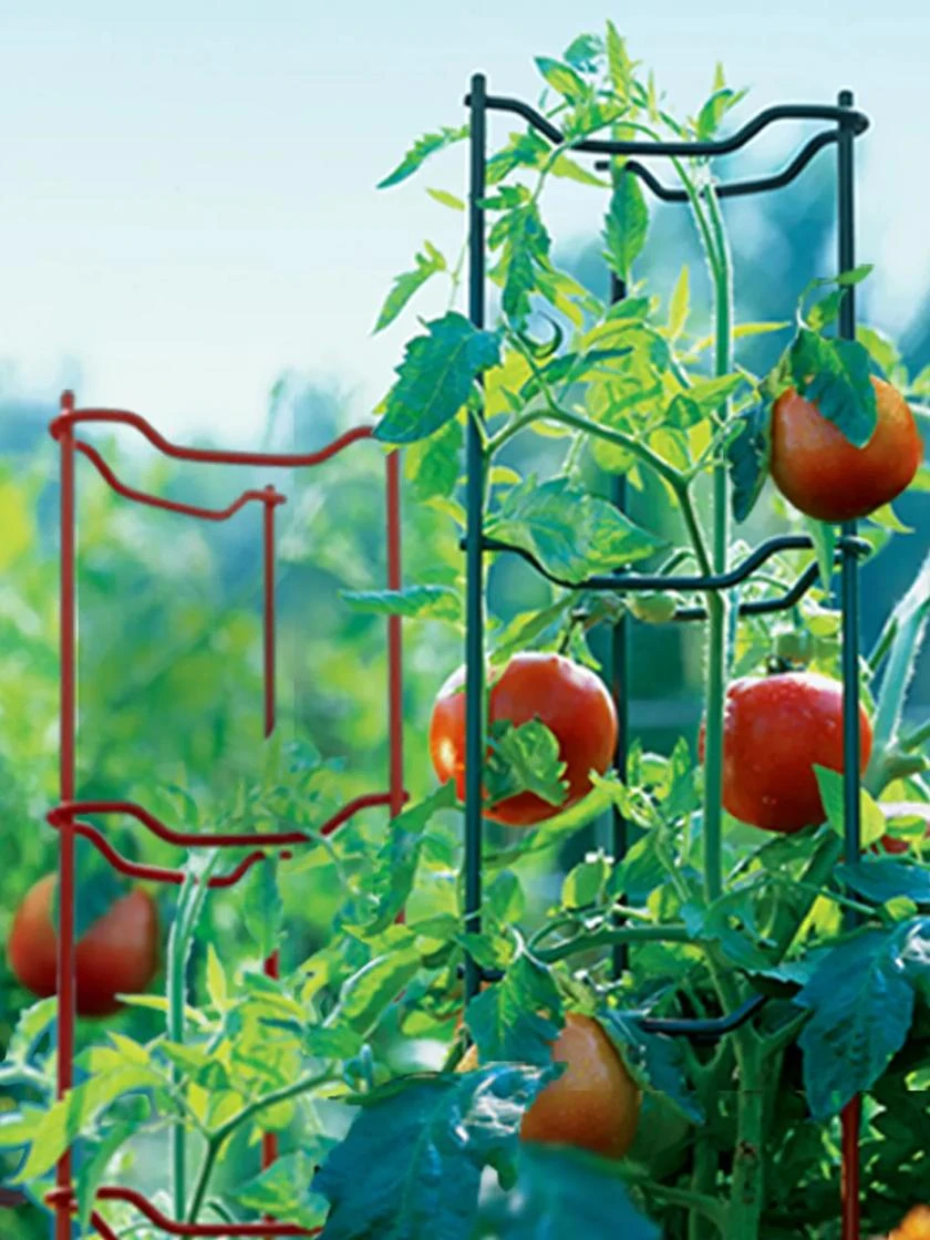Tomato Ladders, Set Of 3 2 Tomato Ladders, Set Of 3 - Image 2